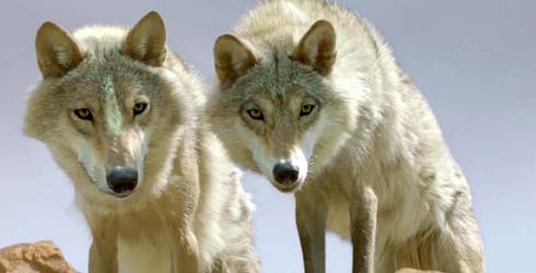 Estrenos en Francia: Mars estrena \