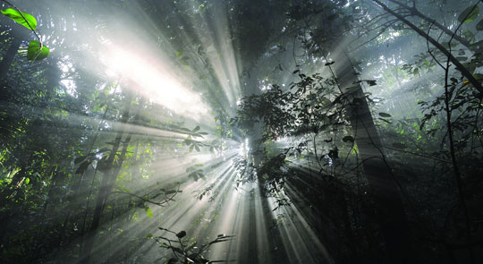 Érase una vez un bosque (ECO-Film COP 21 París)