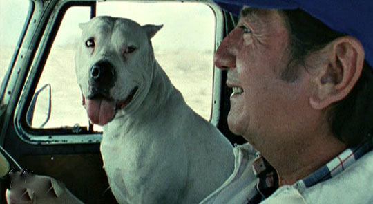 Bombón. El perro
