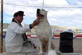 Bombón. El perro