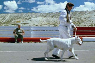 Bombón. El perro