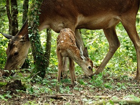 Bambi: Una aventura en el bosque 