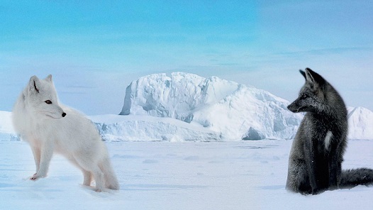 Kina & Yuk: Zorros polares (39� Festival de Cine Franc�s 2025) 