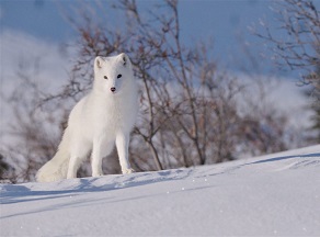 Kina & Yuk: Zorros polares (39� Festival de Cine Franc�s 2025) 