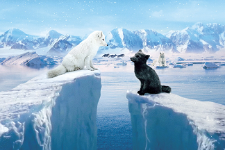 Kina & Yuk: Zorros polares (39� Festival de Cine Franc�s 2025) 