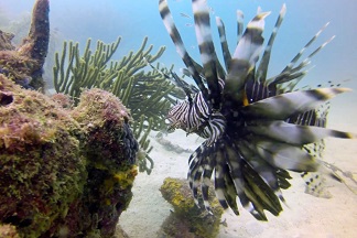 D�a Internacional de las Playas (Cine �vila L�der)